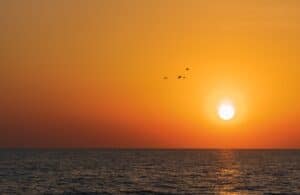 birds flying over the sea during sunset