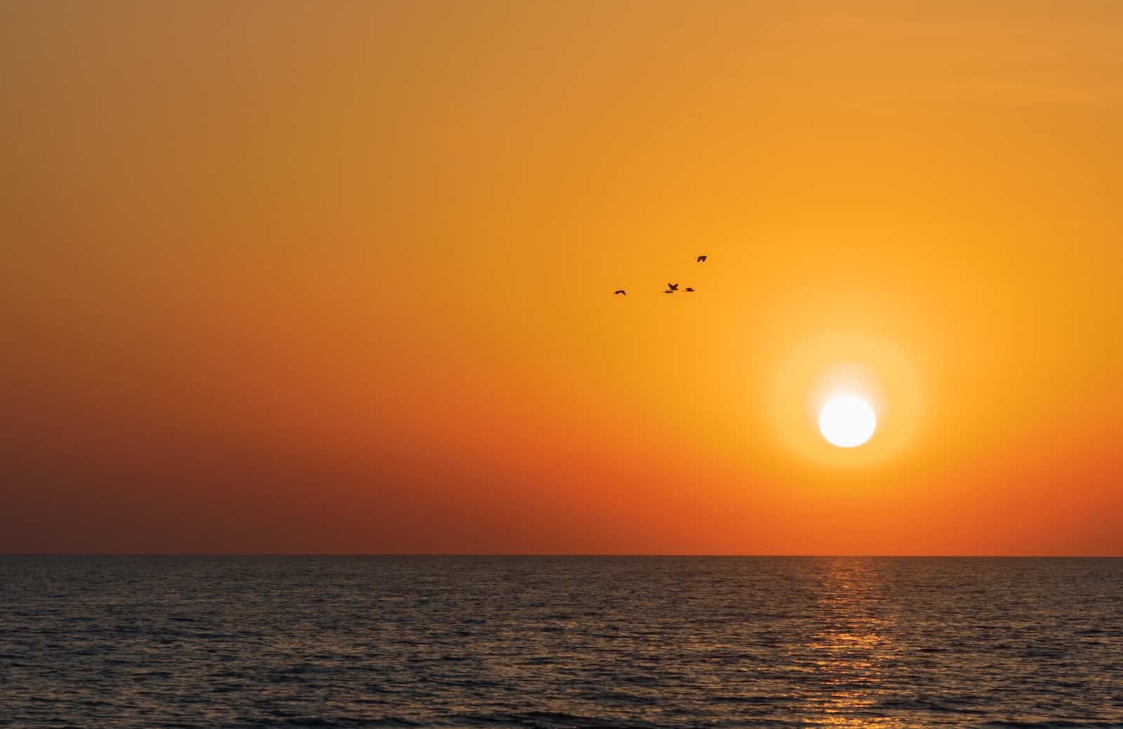 birds flying over the sea during sunset