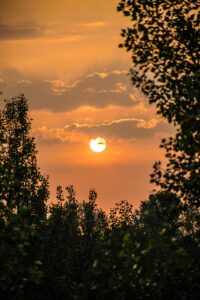 silhouette of trees during sunset